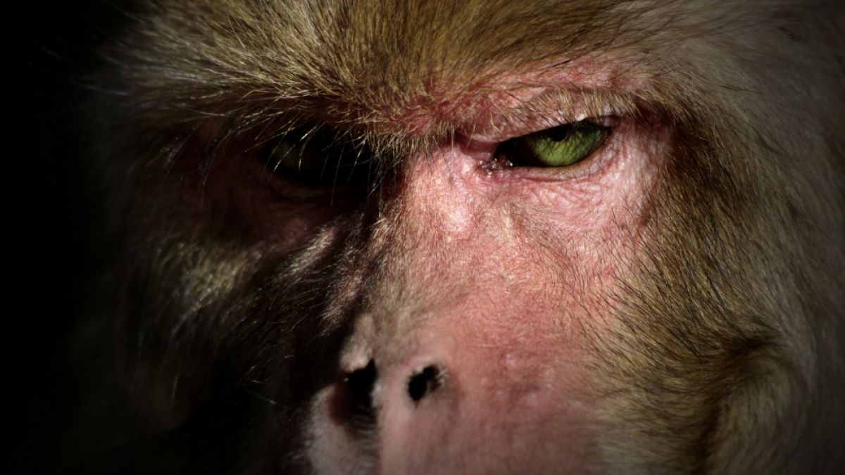 Eine Horde aggressiver Affen hat in Indien einen zehnjährigen Jungen getötet (Symbolfoto). (Foto)