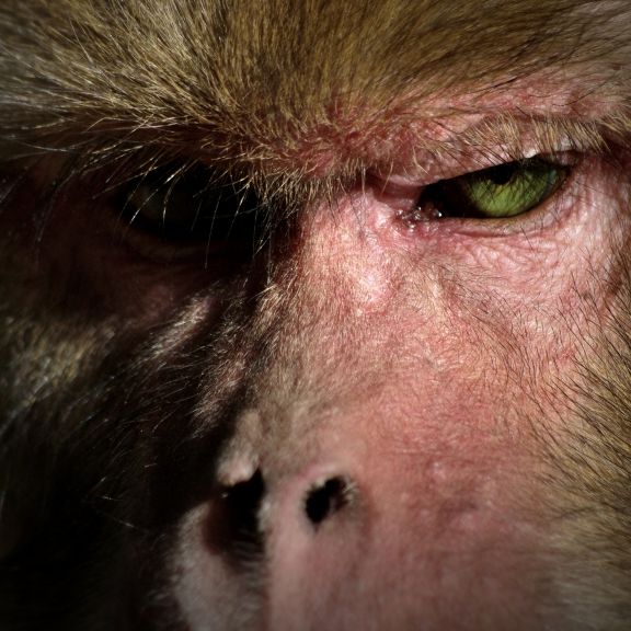 Gedärme herausgerissen! Affen-Horde tötet Kind (10)