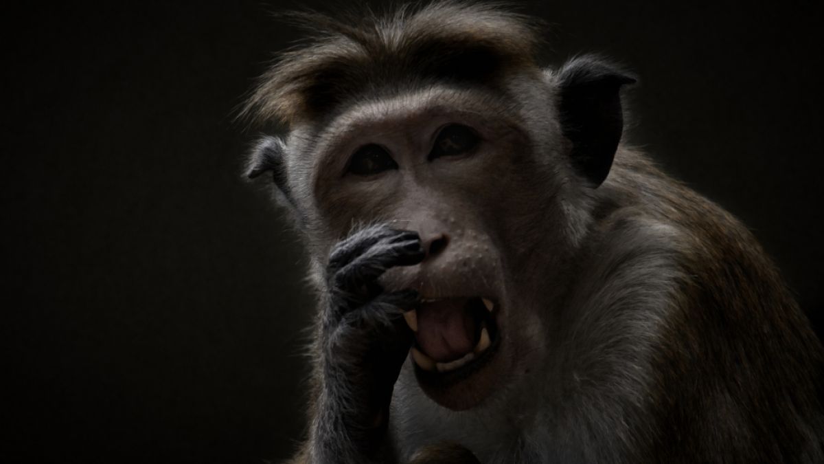 #Tödlicher Affen-Offensive in Indien: Massaker in eigenem Badezimmer! Primat tötet Mann (66)