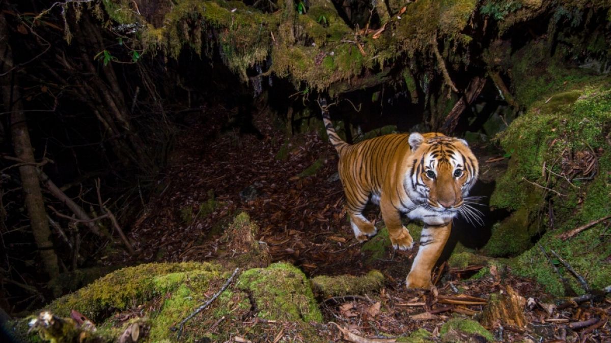 In Indonesien ist ein Raubtierpfleger tot im Käfig eines als Haustier gehaltenen Tigers entdeckt worden. (Foto)