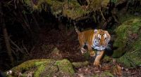 In Indonesien ist ein Raubtierpfleger tot im Käfig eines als Haustier gehaltenen Tigers entdeckt worden.