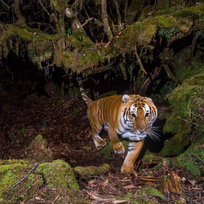 Rätselhafter Tod im Tigerkäfig! Raubtierpfleger (27) gestorben