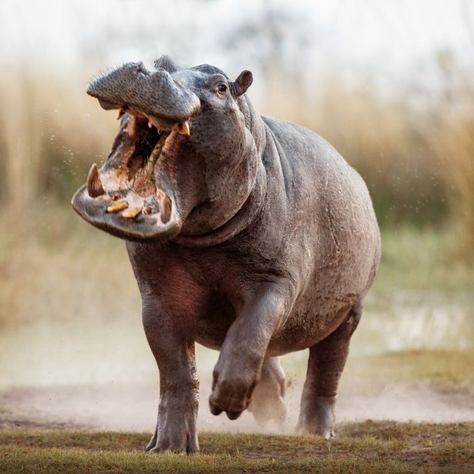 Drama im Wildreservat! Ranger (31) von Aggro-Hippo zerfleischt