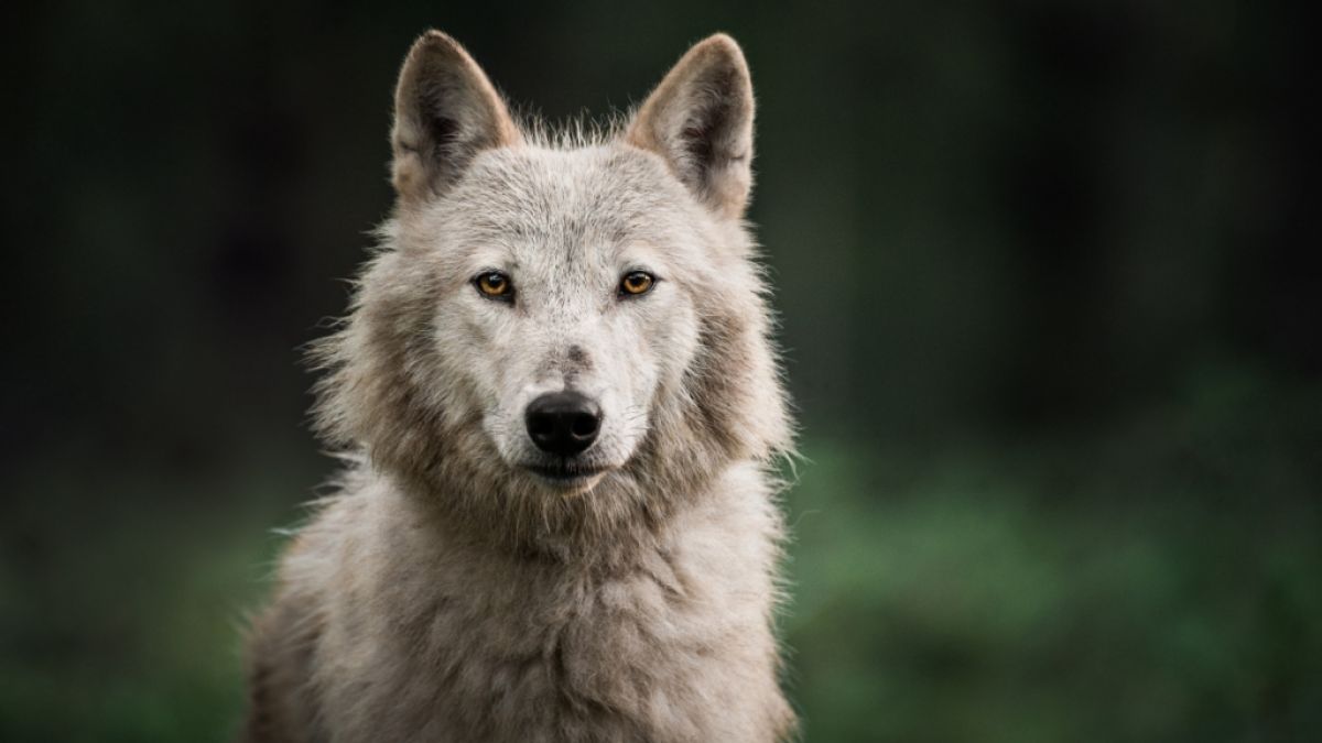 Ein Wolf-Hund-Hybride, der in den USA als Haustier gehalten wurde, hat ein dreimonatiges Baby zerfleischt (Symbolfoto). (Foto)