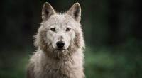 Ein Wolf-Hund-Hybride, der in den USA als Haustier gehalten wurde, hat ein dreimonatiges Baby zerfleischt (Symbolfoto).