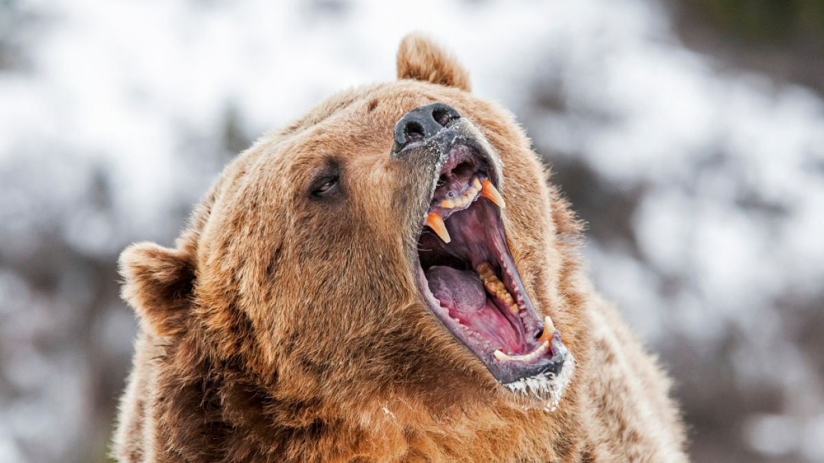 Im US-Bundesstaat Montana hat es eine brutale Grizzly-Attacke gegeben. (Symbolfoto) (Foto)
