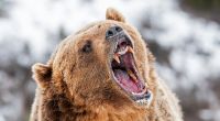 Im US-Bundesstaat Montana hat es eine brutale Grizzly-Attacke gegeben. (Symbolfoto)