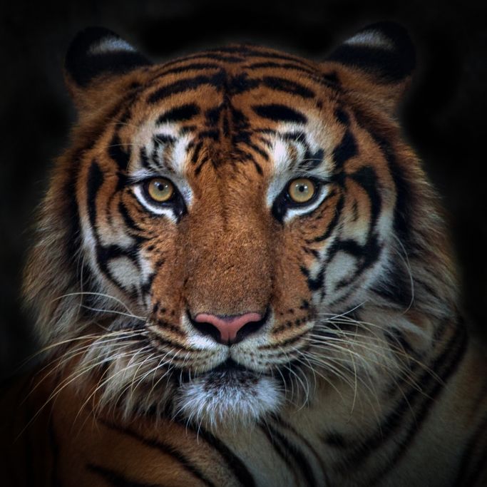 Zerstückelte Leiche in Tiger-Gehege entdeckt! Sprang 