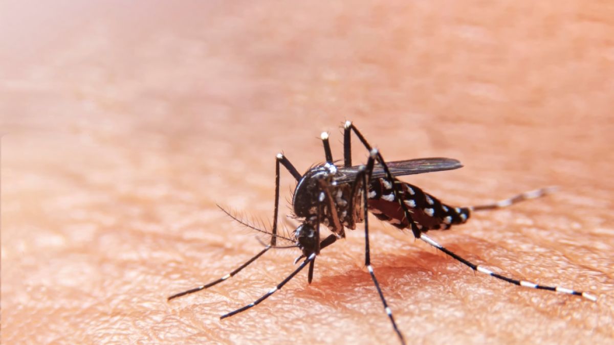 Die Asiatische Tigermücke breitet sich in Europa aus und schürt die Angst vor dem Dengue-Fieber. (Foto)