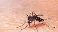 Die Asiatische Tigermücke breitet sich in Europa aus und schürt die Angst vor dem Dengue-Fieber.