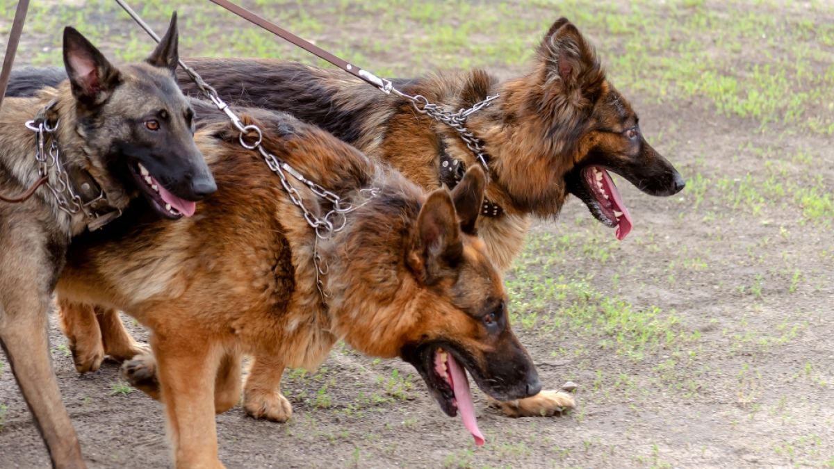Nach einer tödlichen Attacke auf eine 50-Jährige müssen die drei Schäferhunde eingeschläfert werden (Symbolfoto). (Foto)