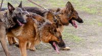 Nach einer tödlichen Attacke auf eine 50-Jährige müssen die drei Schäferhunde eingeschläfert werden (Symbolfoto).