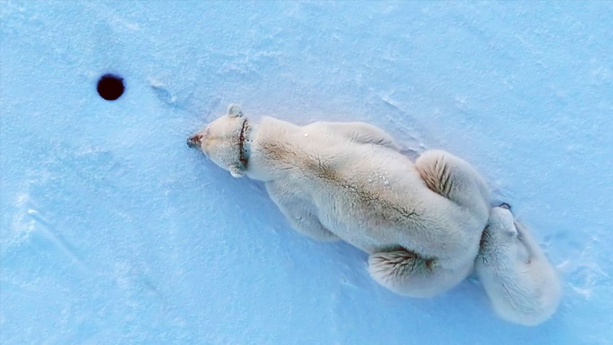 Die Arktis - 66,5 Grad Nord bei Arte (Foto)