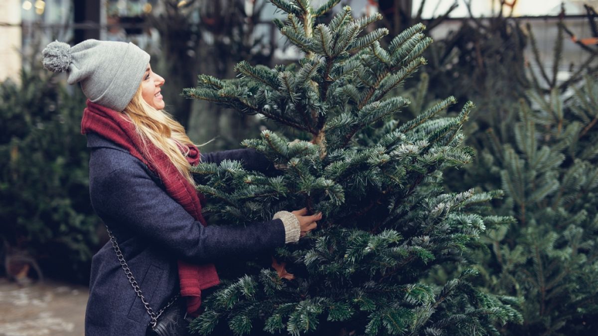Viele Weihnachtsbäume sind laut BUND-Test mit Pestiziden belastet. (Foto)