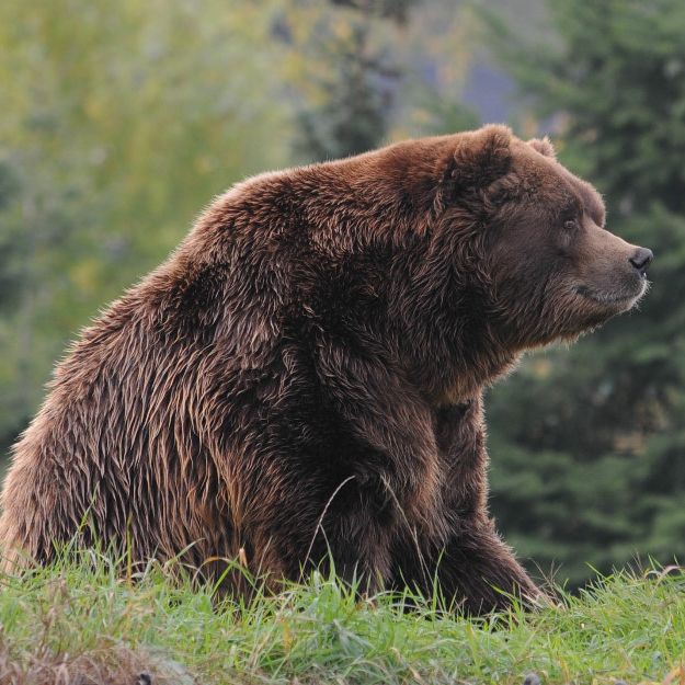 Schwarzbär schnappt zu und greift Wanderer auf einem Dampfschiff an, der seinem Jungen zu nahe kommt