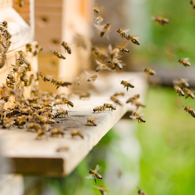 8 Verletzte bei Bienenangriff in Abohar