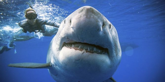 Hai-Attacke auf Hawaii