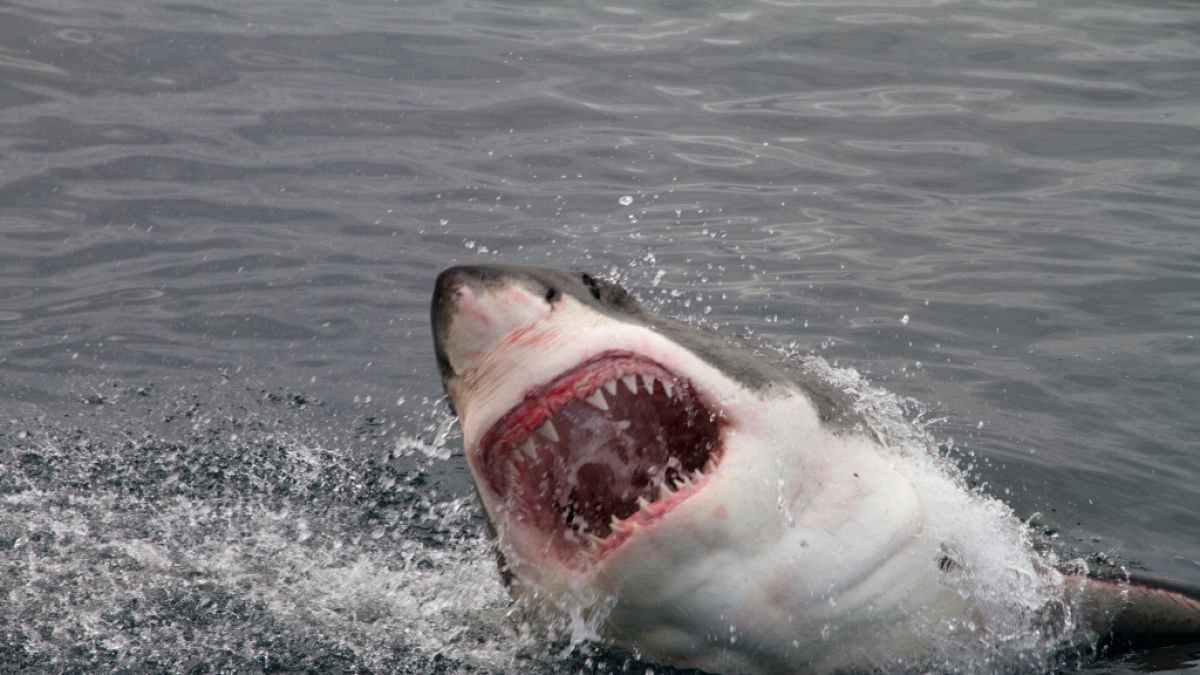 An der Küste von Sonora verletzte ein Weißer Hai einen Fischer tödlich. (Symbolfoto) (Foto)