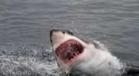 An der Küste von Sonora verletzte ein Weißer Hai einen Fischer tödlich. (Symbolfoto)