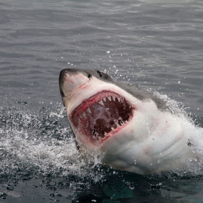 Weißer Hai zerfleischt Fischer (22) beim Tauchen