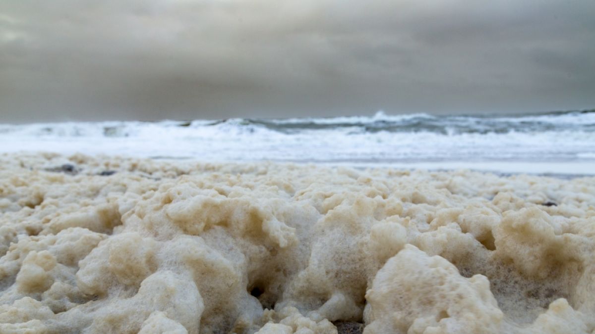 Behörden warnen aktuell vor Kontakt mit dem Meeresschaum an der Nordsee. (Foto)