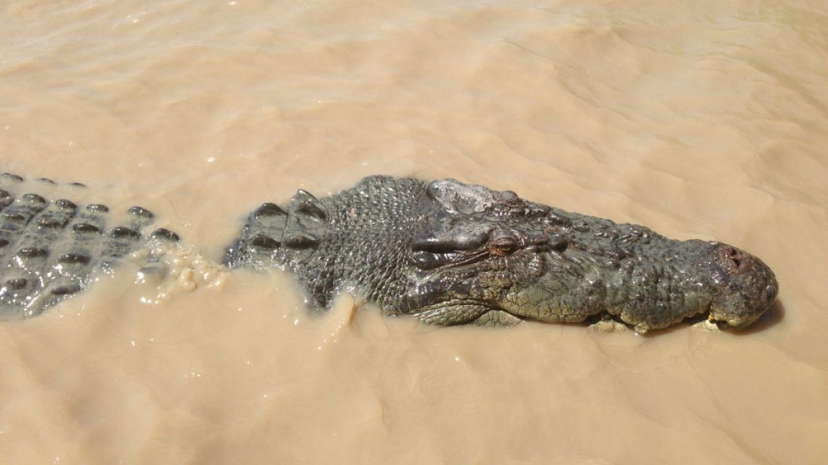 Im australischen Kakadu-Nationalpark ist ein neunjähriger Junge von einem Krokodil angegriffen und schwer verletzt worden. (Foto)