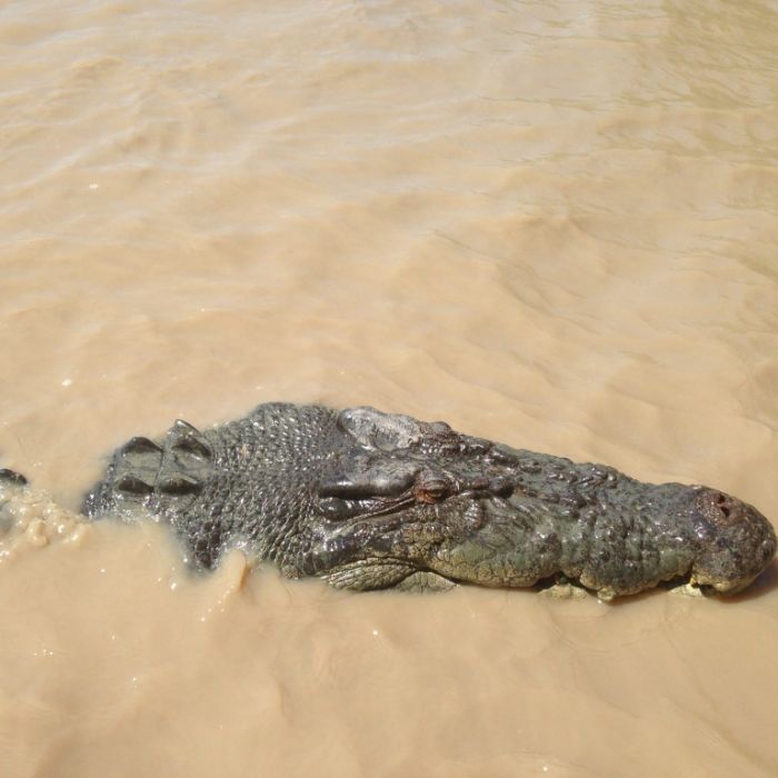 Neunjähriger beim Schwimmen von Killer-Reptil zerfleischt