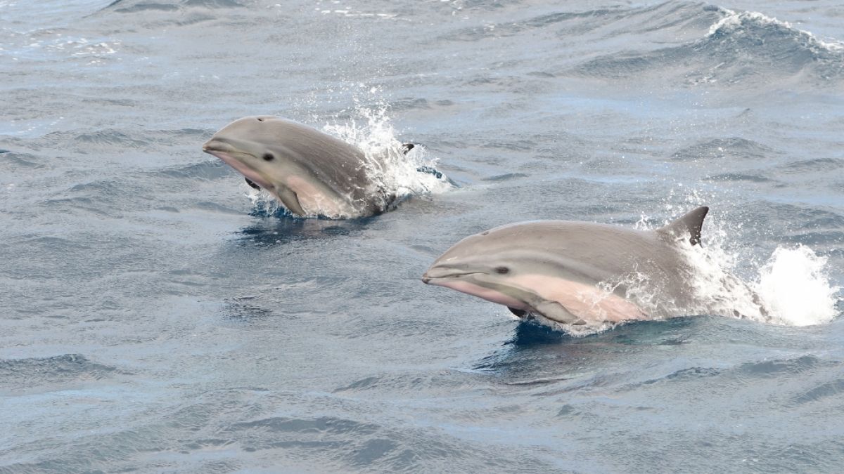 In Kot von Borneodelfinen wurde das tödliche Cetacean Morbillivirus entdeckt. (Foto)