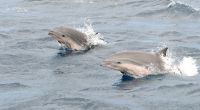In Kot von Borneodelfinen wurde das tödliche Cetacean Morbillivirus entdeckt.