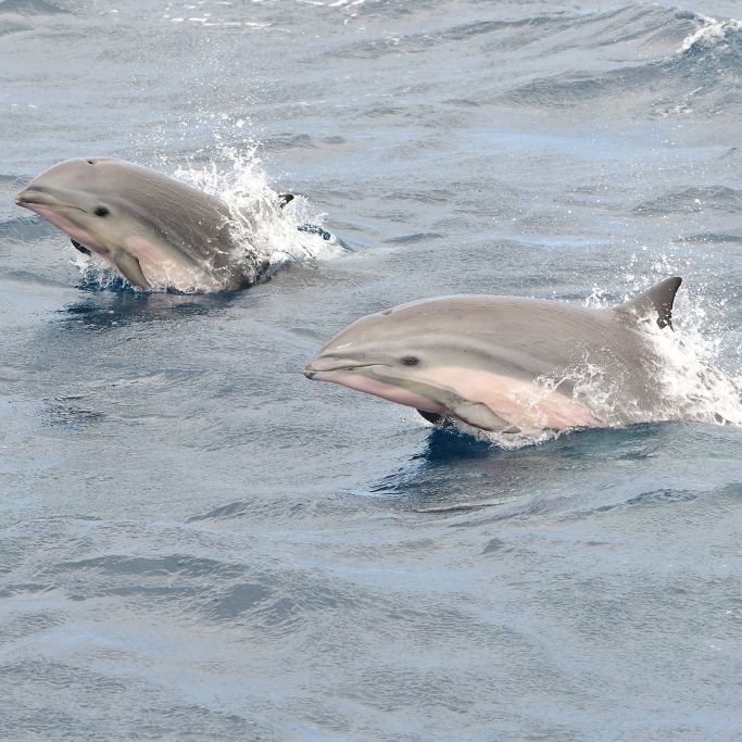 Forscher entdecken tödliches Virus in Delfin-Kot! Können sich Menschen infizieren?