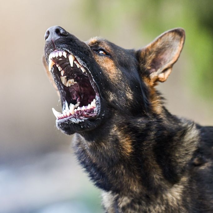 Spielender Junge (13) von Aggro-Hund zerfleischt - Polizei ermittelt