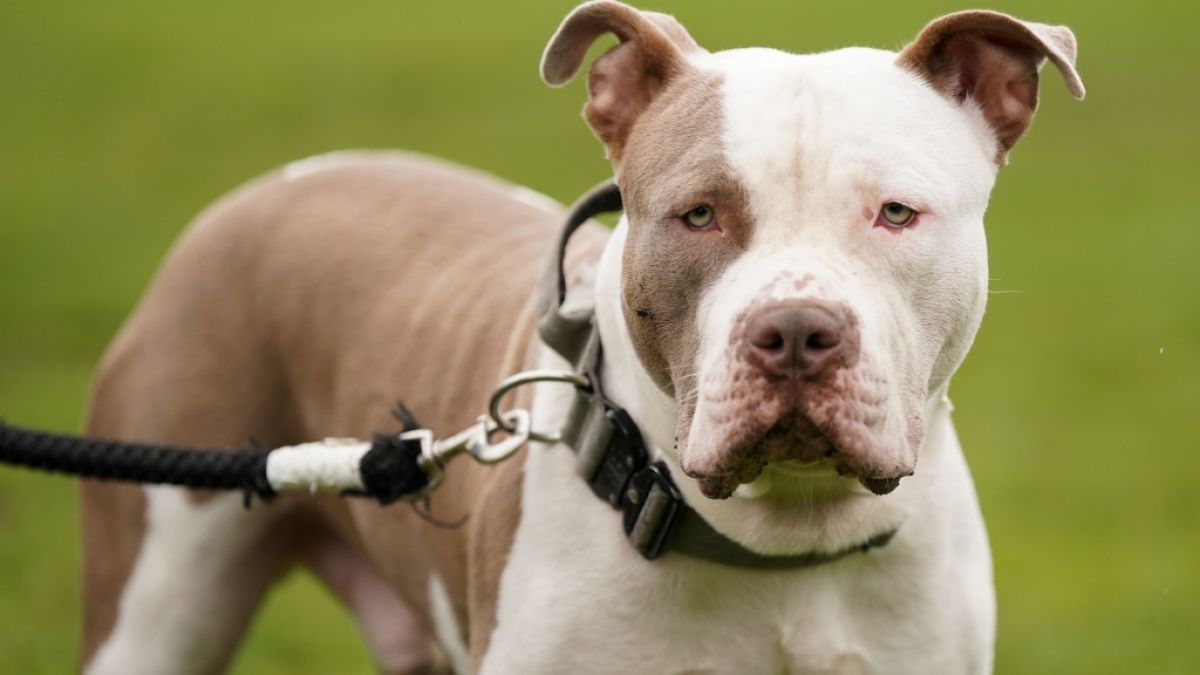 Infolge mehrerer Hunde-Attacken mit Todesfolge stehen sogenannte XL-Bullies seit Anfang 2024 in England auf der Liste verbotener Hunderassen. (Foto)