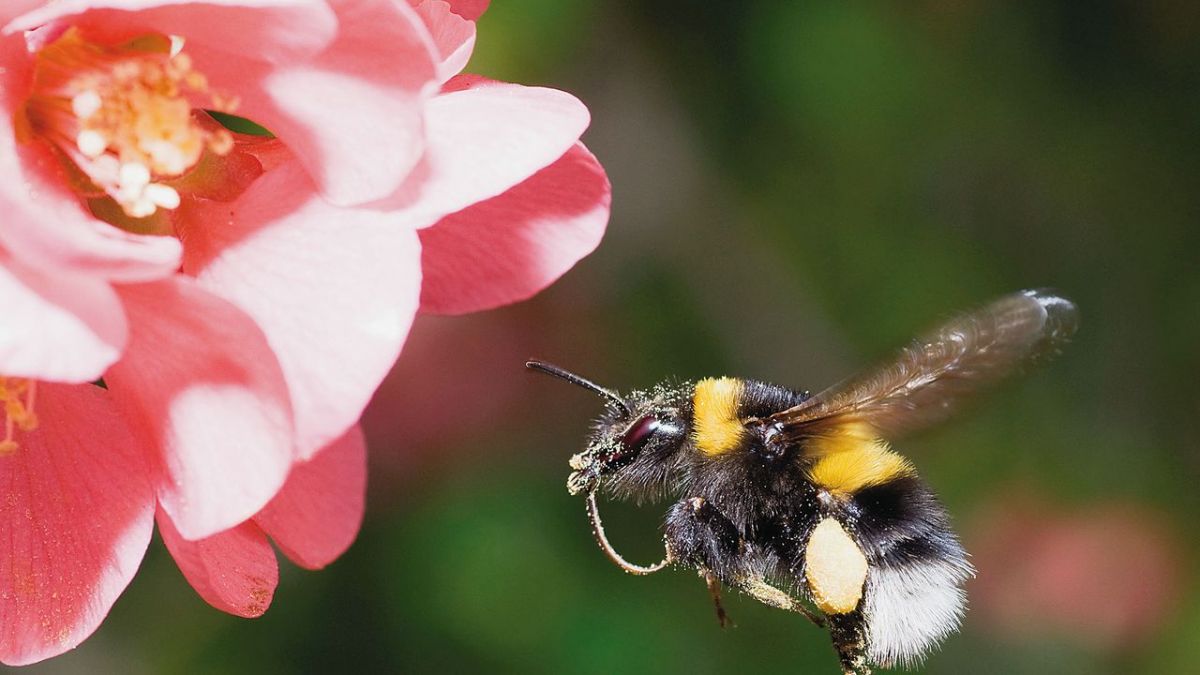Hummeln - Bienen im Pelz bei 3sat (Foto)
