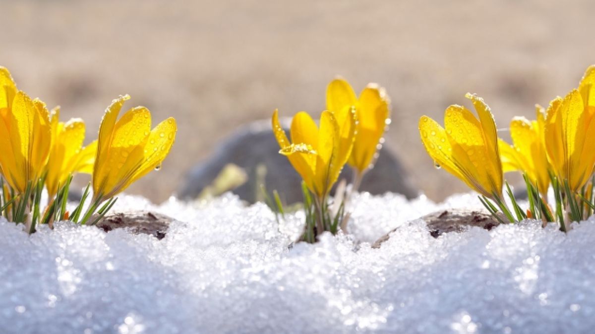 Statt Winter-Wetter streckt der Frühling an den kommenden Tagen bereits seine Fühler aus. (Foto)