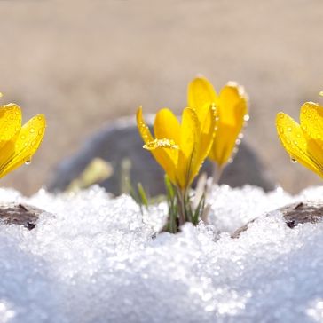 Frühlingsturbo statt Winter-Klatsche! Meteorologen aktualisieren Prognose