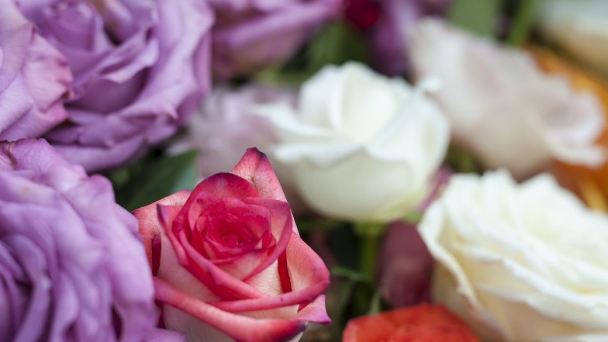 Ob rote Rosen oder bunte Blumen – für viele gehören die Sträuße zum Valentinstag dazu. (Foto)