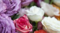 Ob rote Rosen oder bunte Blumen – für viele gehören die Sträuße zum Valentinstag dazu.
