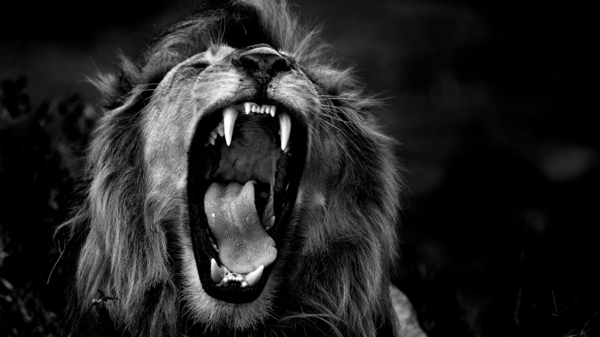 In Nigeria hat ein Löwe seinen Pfleger tödlich verletzt. (Symbolfoto) (Foto)