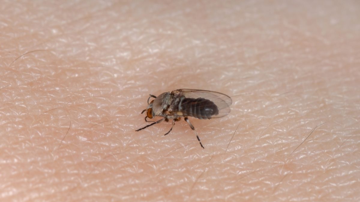 Wissenschaftler befürchten, dass sich Kriebelmücken durch steigende Temperaturen in Deutschland weiter ausbreiten könnten. (Foto)
