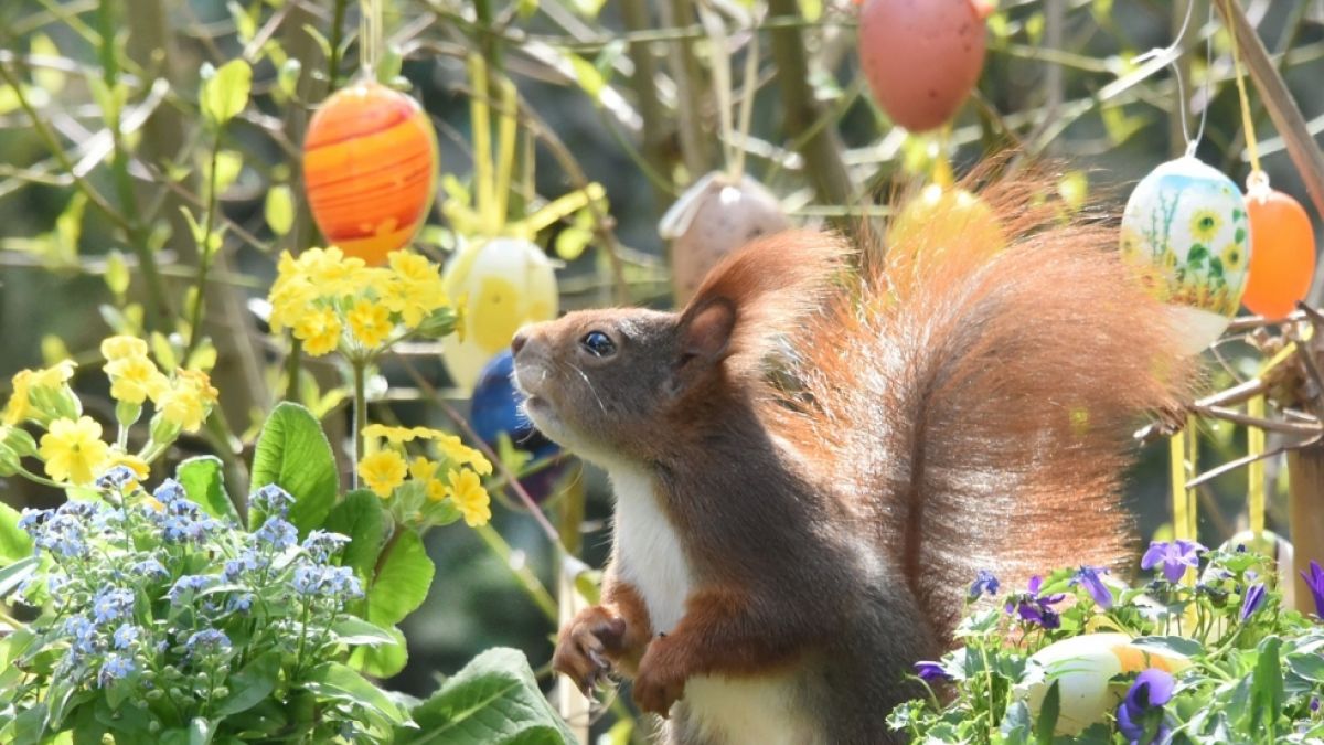 Ein Eichhörnchen hat in einer für Ostern geschmückten Blumenschale Platz genommen. (Foto)