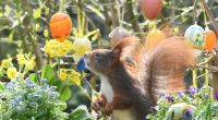 Ein Eichhörnchen hat in einer für Ostern geschmückten Blumenschale Platz genommen.