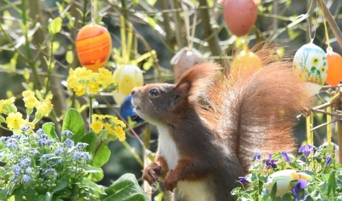 Ein Eichhörnchen hat in einer für Ostern geschmückten Blumenschale Platz genommen.