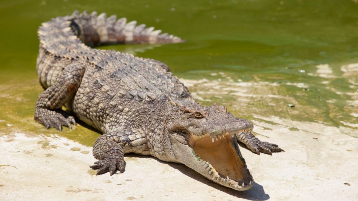 In Südafrika erlebte ein dreifacher Vater (37) eine Krokodil-Attacke. (Symbolfoto) (Foto)