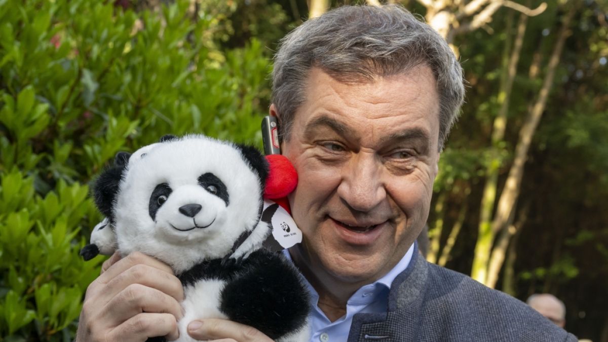 Markus Söder wurde bei "maischberger" zu seiner China-Reise befragt, bei der er sich unter anderem mit einem Panda-Plüschbären fotografieren ließ. (Foto)