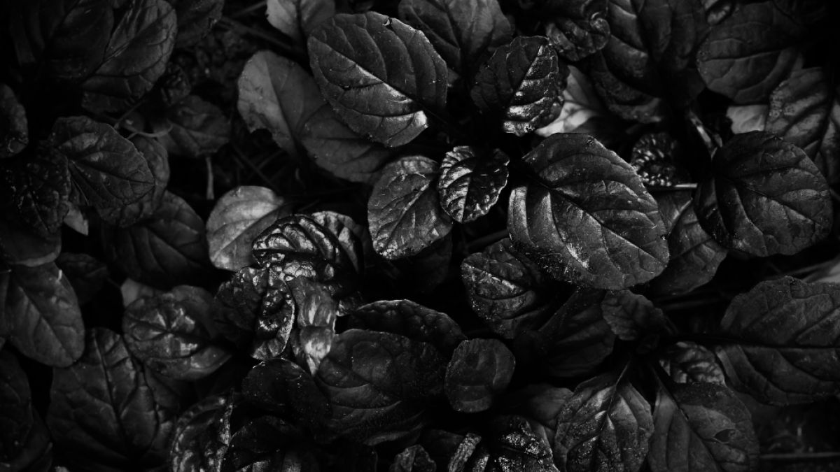 Kriechender Günsel "Black Scallop" passt perfekt ist einen Gothic-Garten. (Foto)