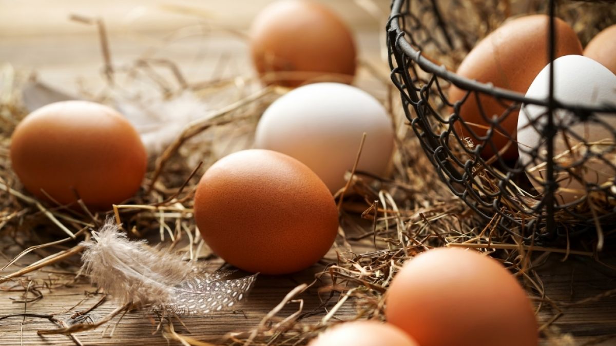 Künftig könnte es im Supermarkt keine braunen Eier mehr geben (Symbolfoto). (Foto)