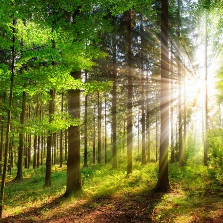 Psychologin klärt auf: So gelingt Waldcoaching auch im Alltag