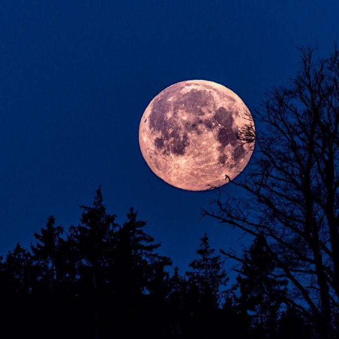 Das verbirgt sich hinter dem winzigen Pink Moon