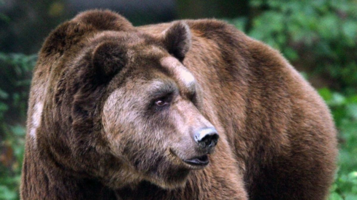 Dass Braunbären keine Kuscheltiere sind, musste eine Urlauberin in Rumänien auf schmerzhafte Weise am eigenen Leib erfahren. (Foto)