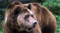 Dass Braunbären keine Kuscheltiere sind, musste eine Urlauberin in Rumänien auf schmerzhafte Weise am eigenen Leib erfahren.